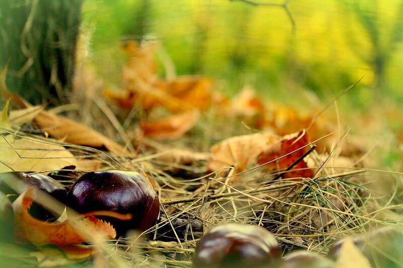 Chestnuts on Forest Floor