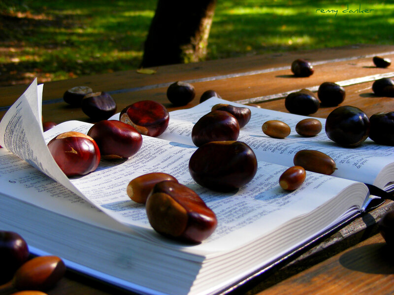 Chestnuts on Open Book