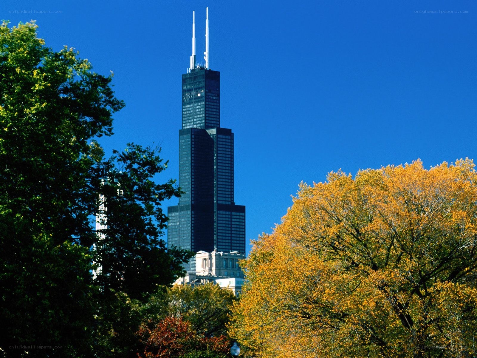 Chicago skyline with autumn trees
