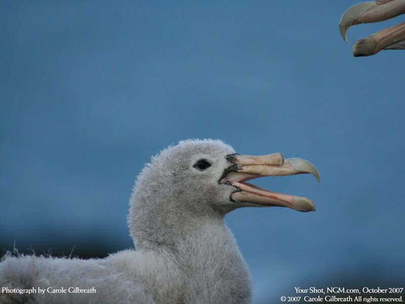 Chick albatross with open beak