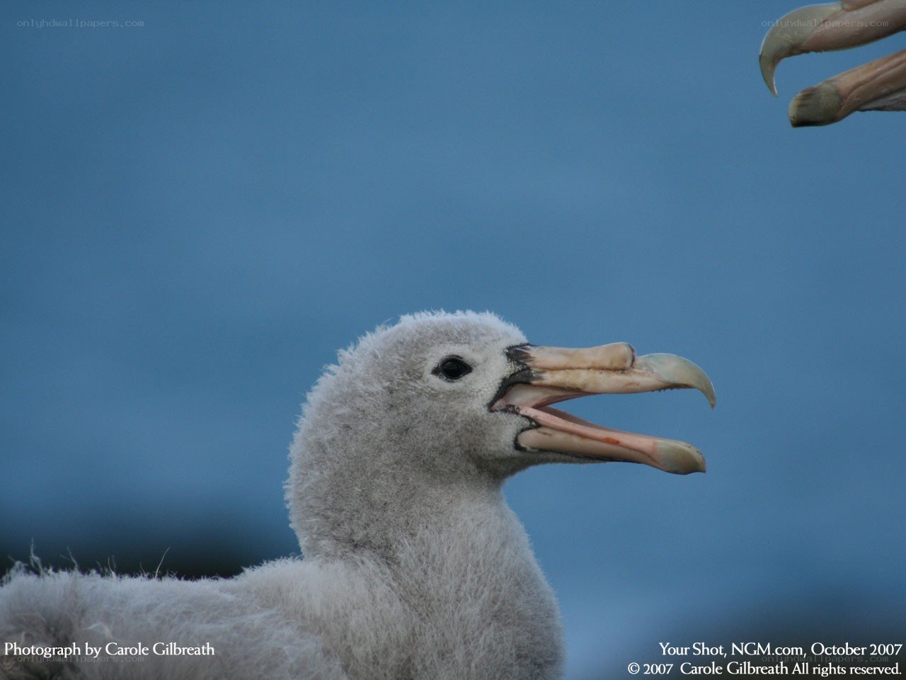 Chick albatross with open beak