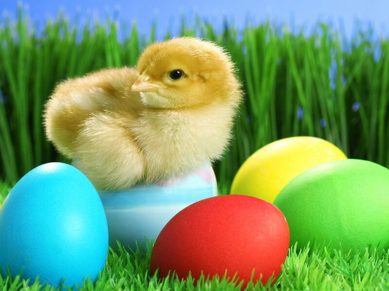 Chick Among Colored Eggs