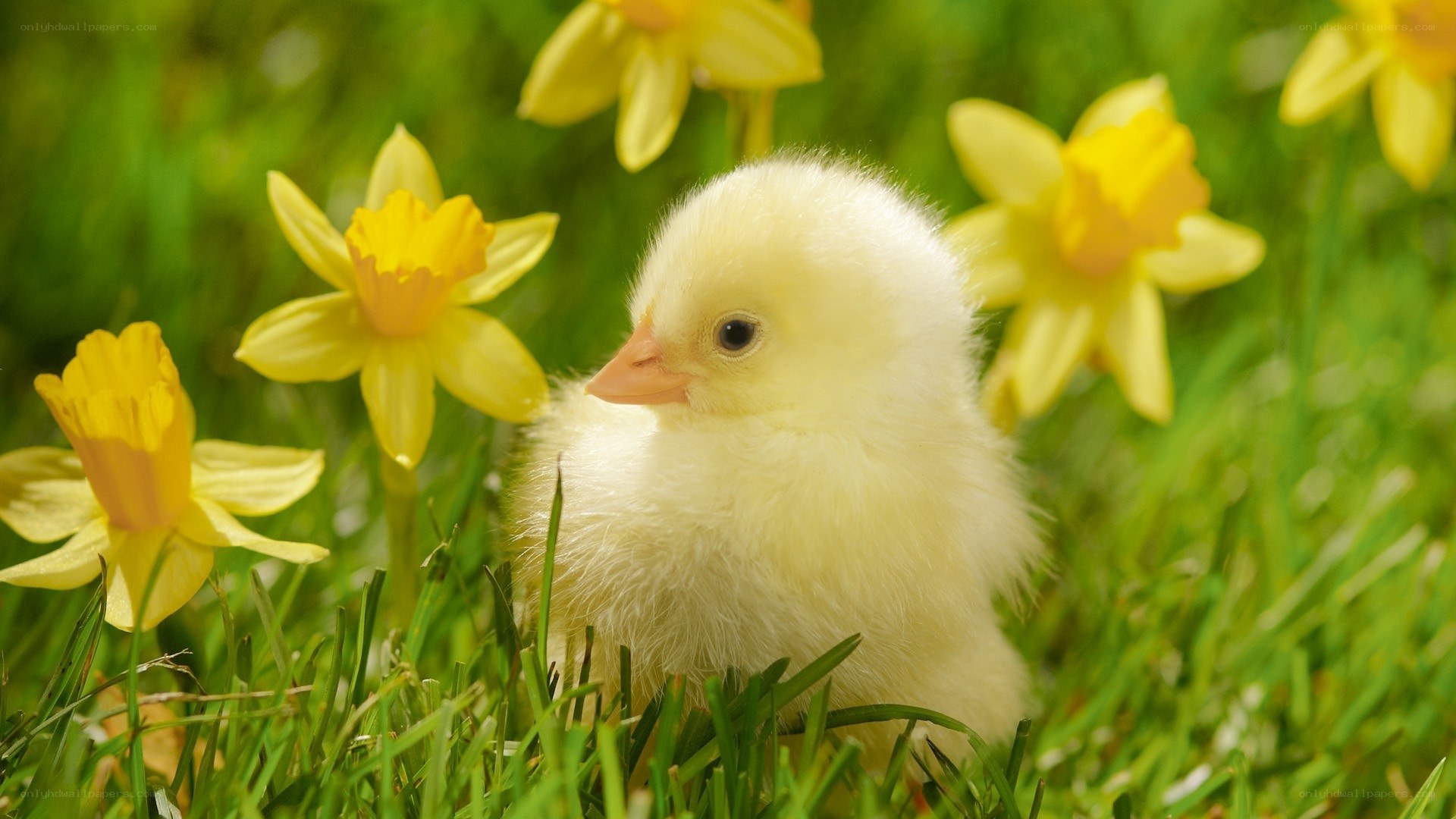 chick among daffodils
