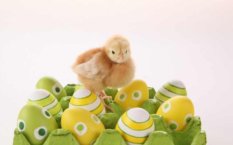 Chick Among Decorated Eggs