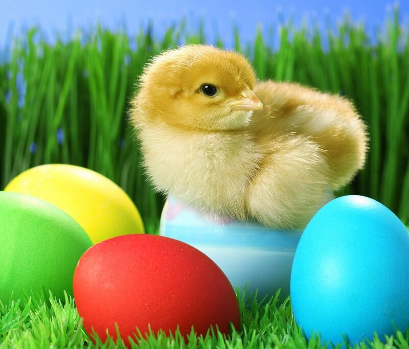 Chick Among Easter Eggs — Green, Cheerful