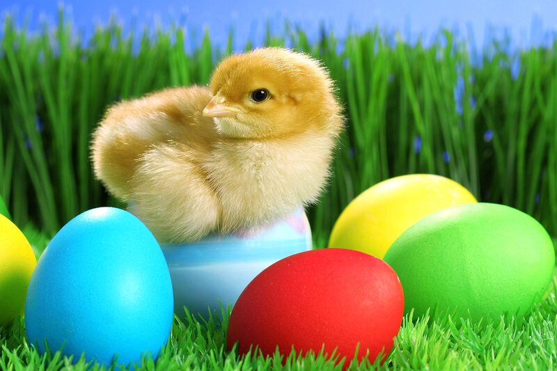 Chick Among Easter Eggs — Green