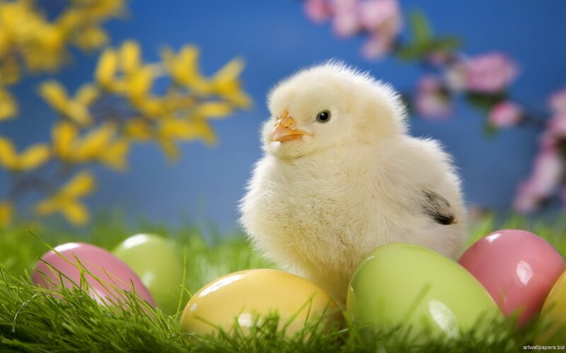 Chick Among Easter Eggs