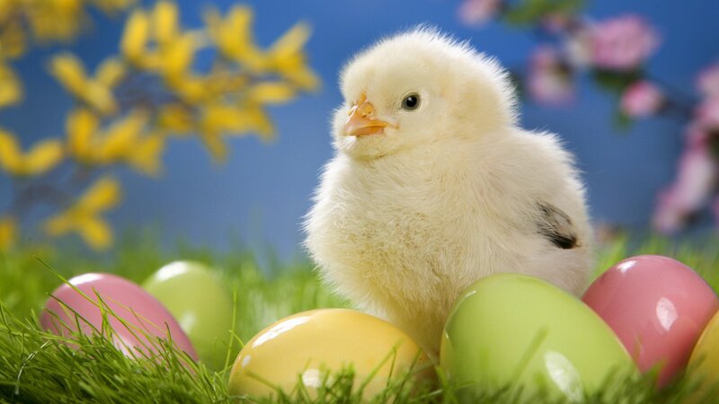 Chick Among Easter Eggs — Yellow
