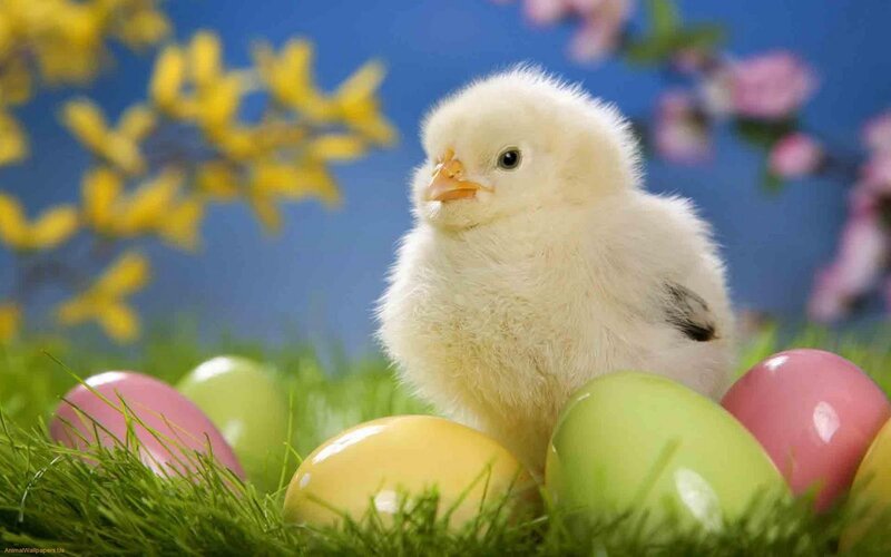 Chick Among Eggs
