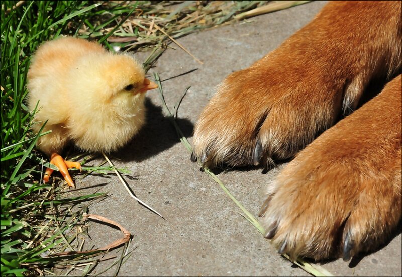 Chick and Dog Paws