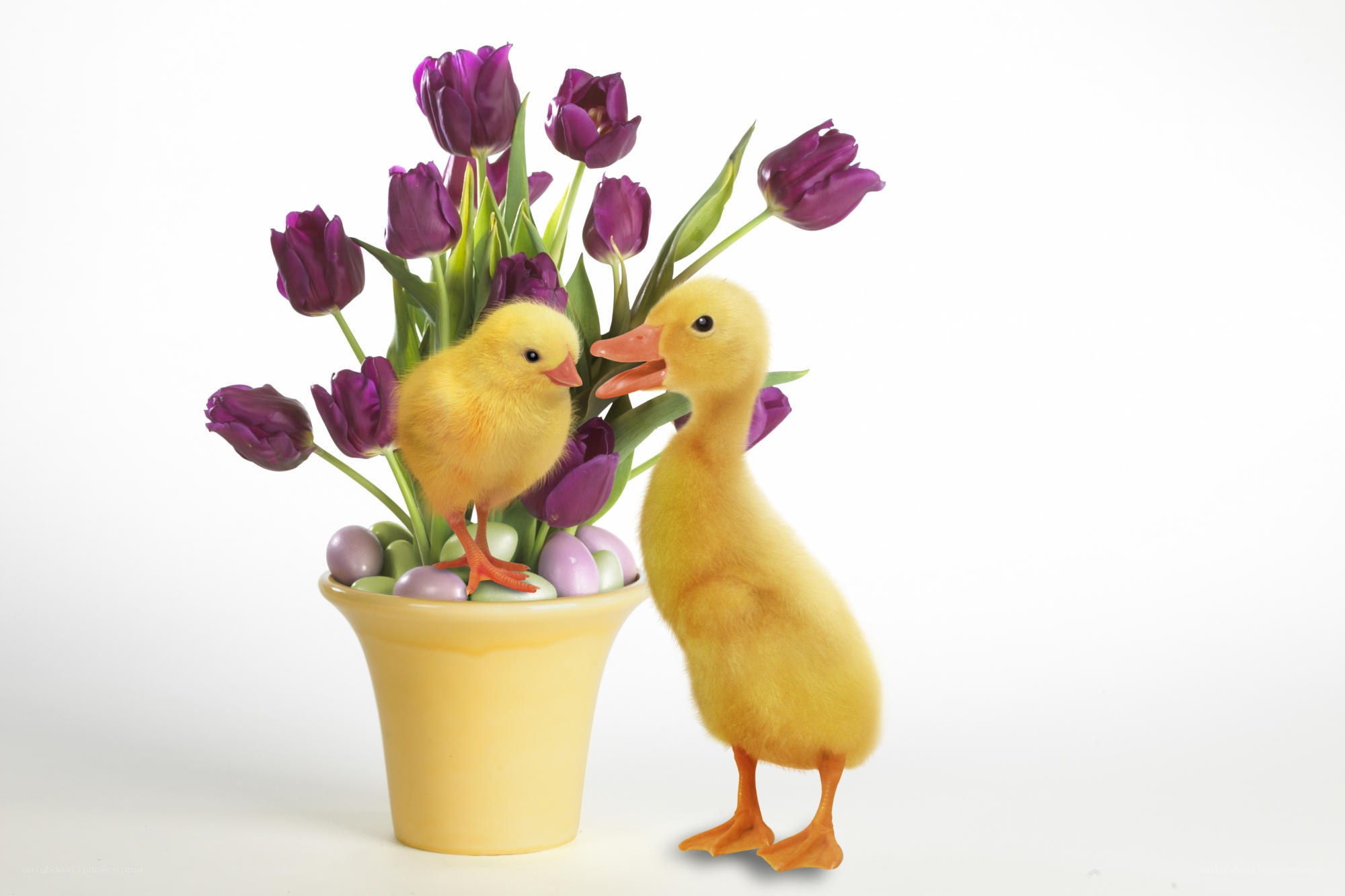 Chick and duckling with tulips