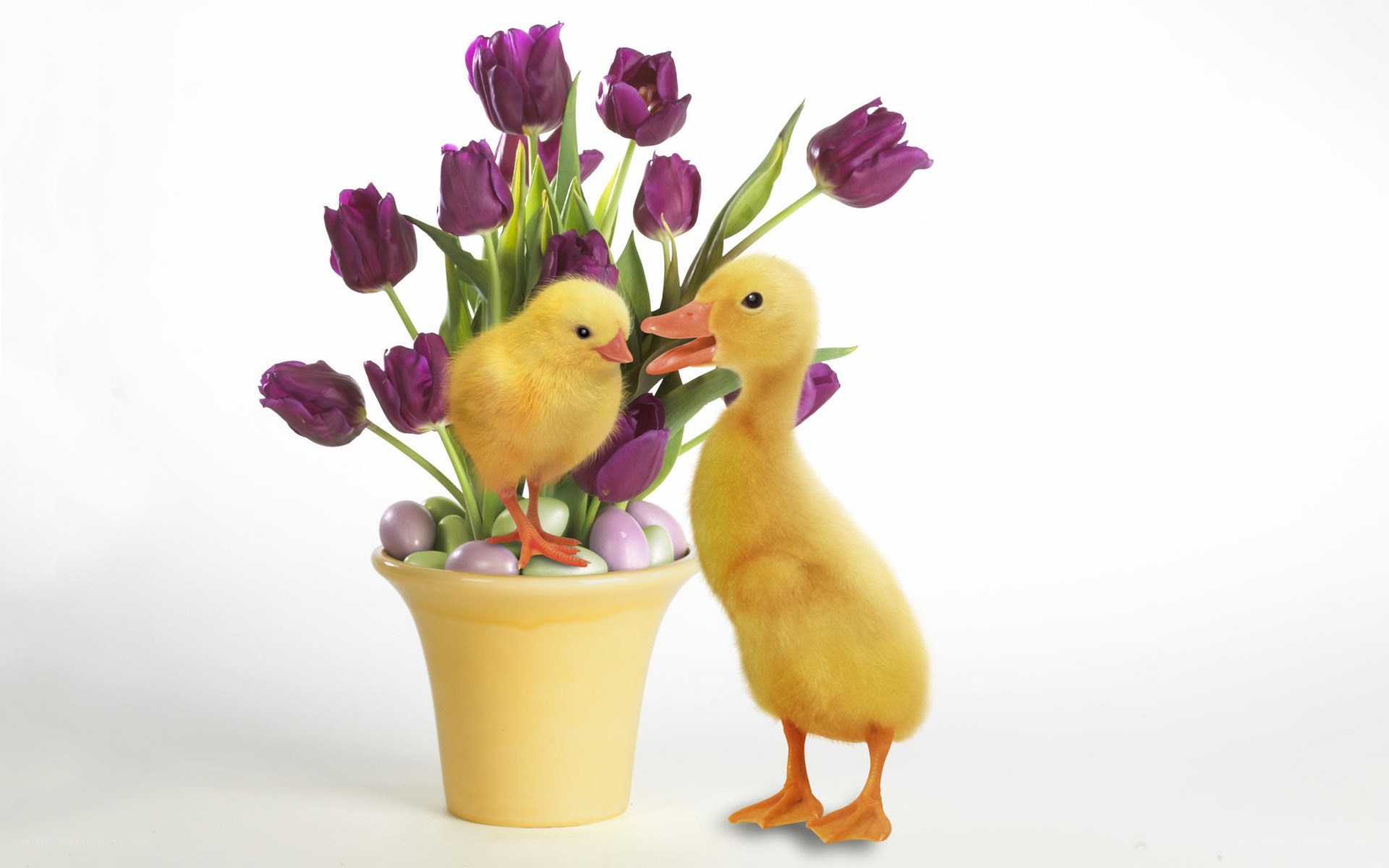 chick and duckling with tulips