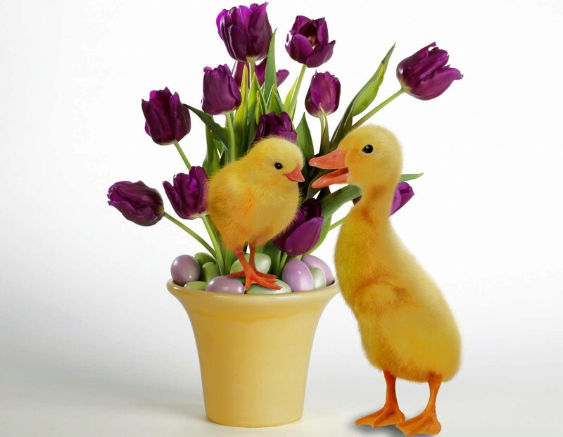Chick and duckling with tulips