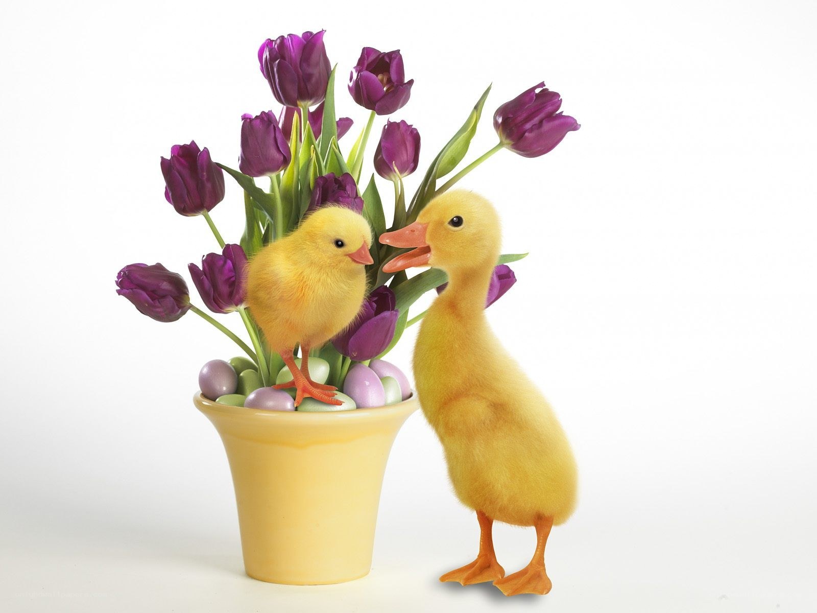 Chick and duckling with tulips