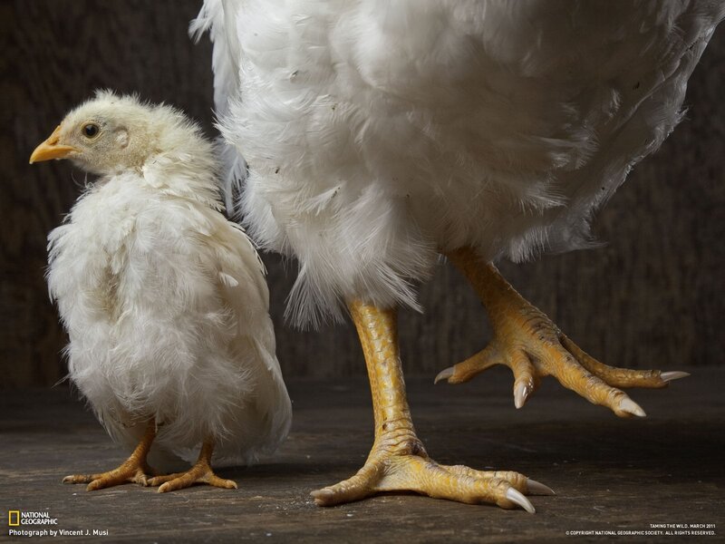 chick and hen standing together