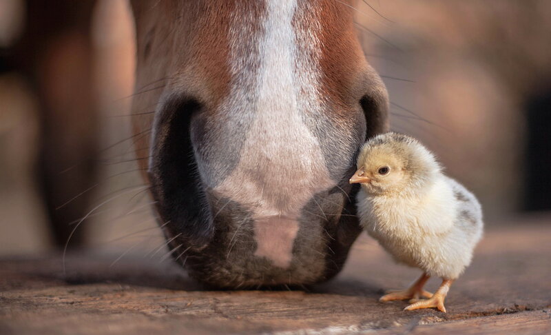 Chick and Horse Nose