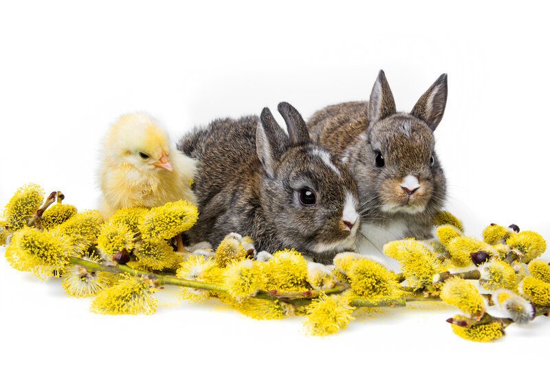 Chick and Two Bunnies
