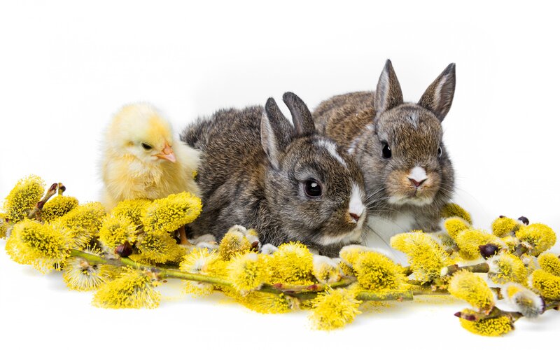 Chick and Two Bunnies — Yellow