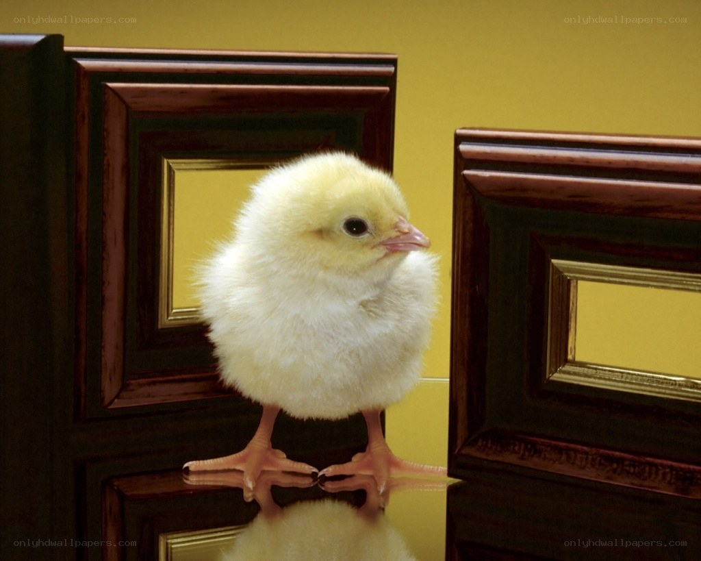chick between picture frames