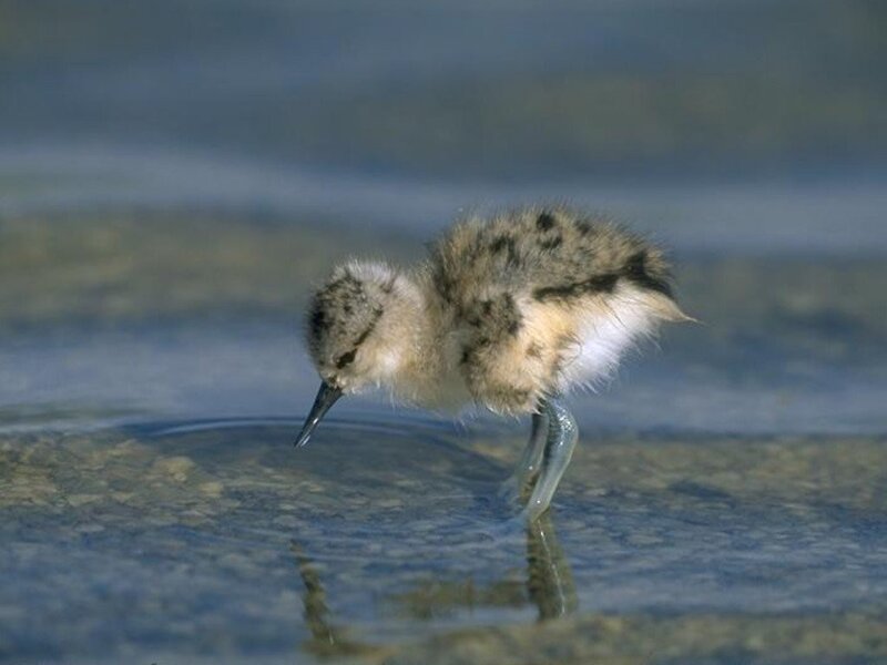 chick drinking from a puddle