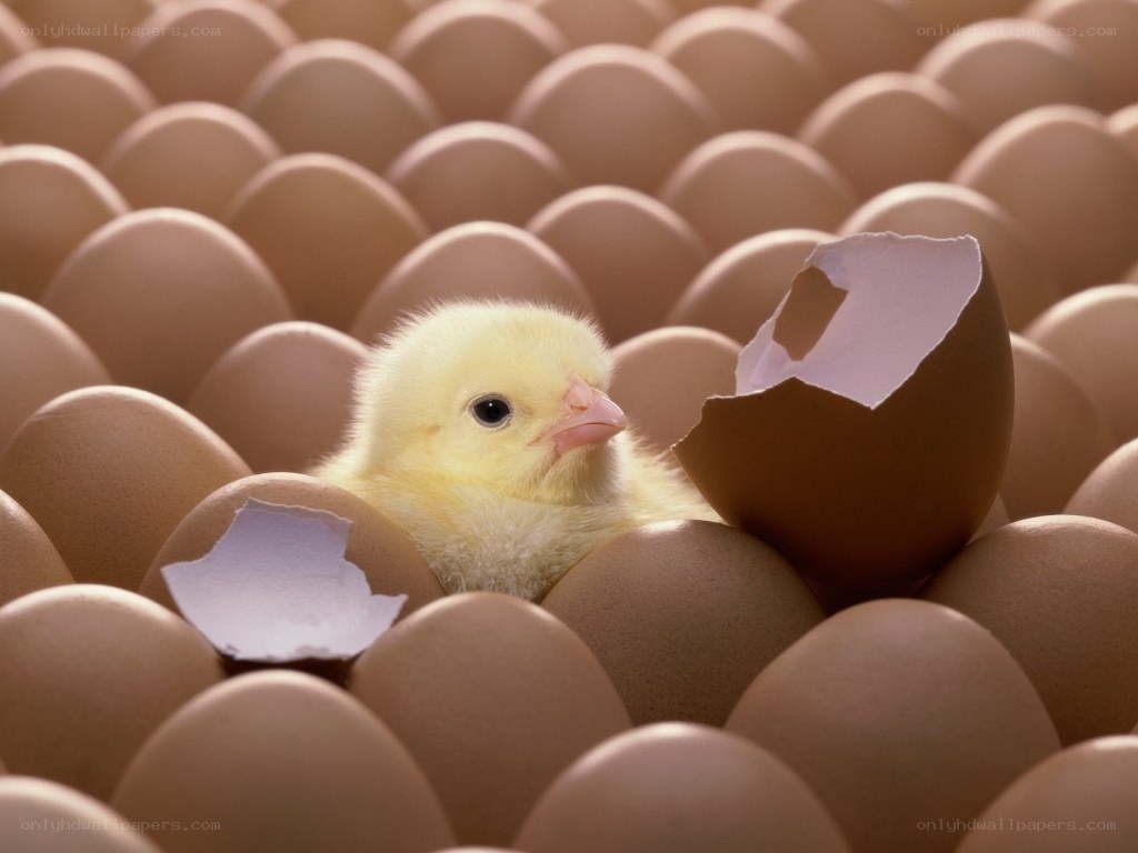 chick hatching from egg