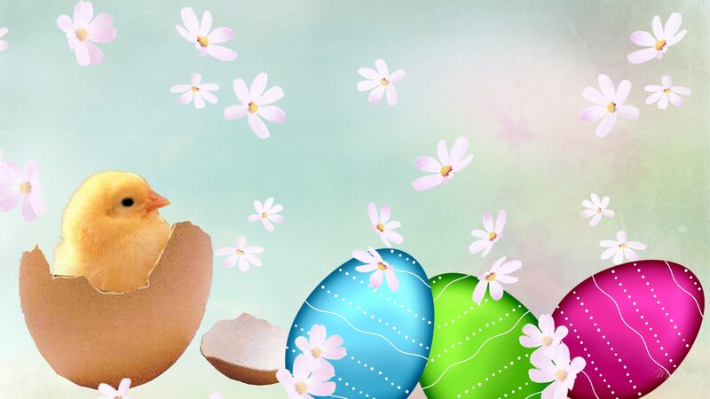 Chick Hatching from Egg — Blue