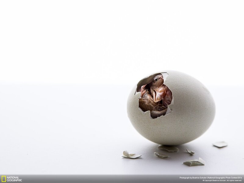 Chick Hatching from Egg — White, Serene