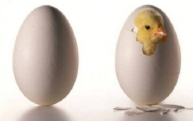 Chick Hatching from Egg — White