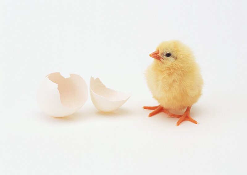 Chick Hatching from Egg — Yellow, Calm, Photograph