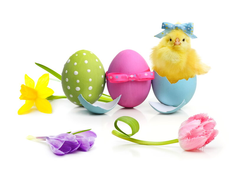 Chick Hatching from Egg — Yellow, Festive, Spring, Photograph