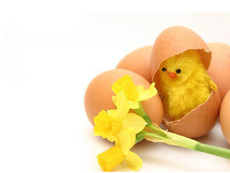 Chick Hatching from Egg — Yellow, Festive, Spring