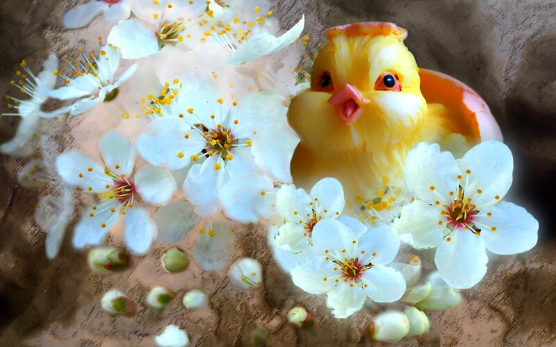 Chick Hatching from Egg — Yellow, Peaceful