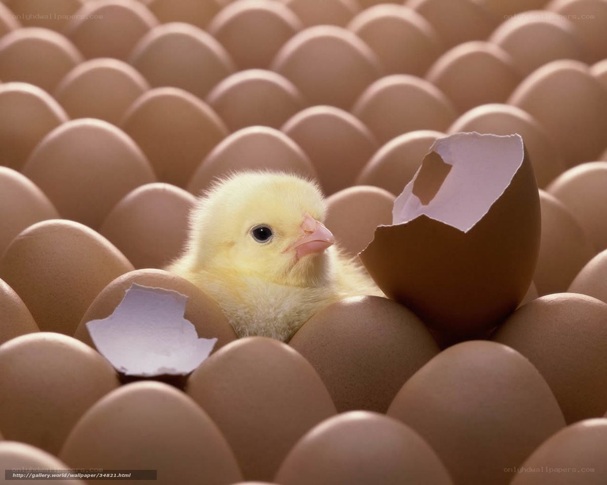 chick hatching from egg