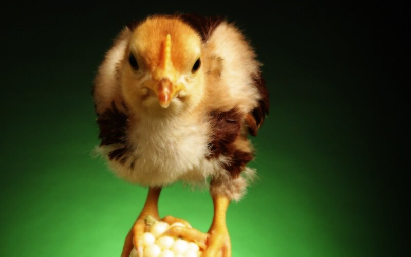 chick holding corn cob