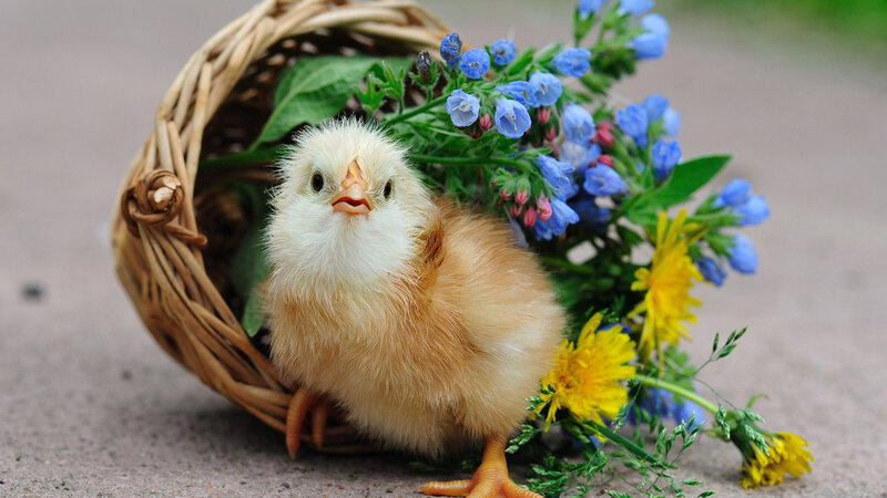 Chick in a Basket