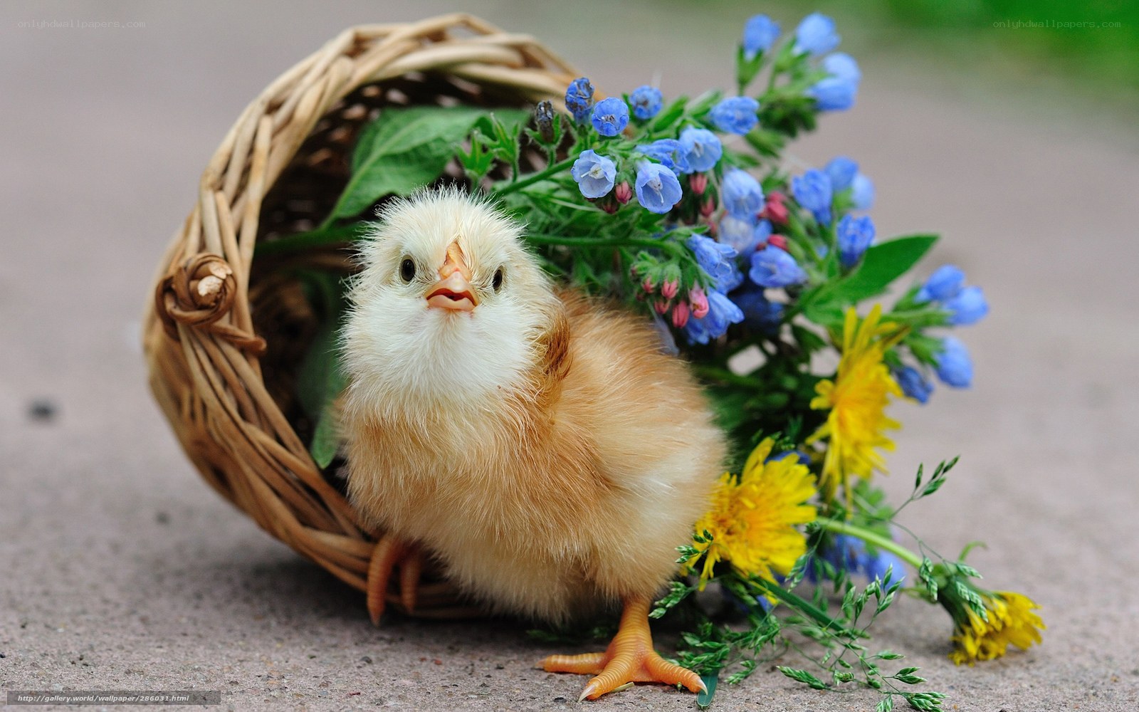 Chick in a basket with flowers