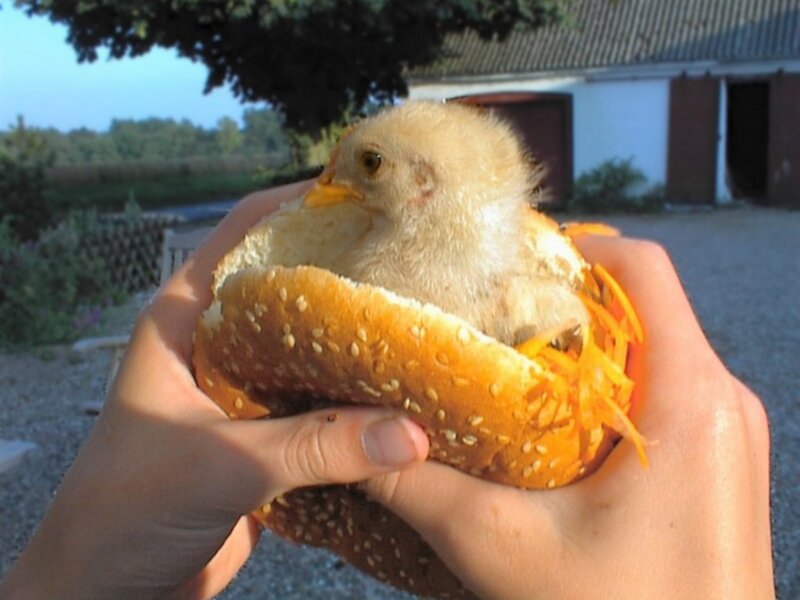 chick in a bun