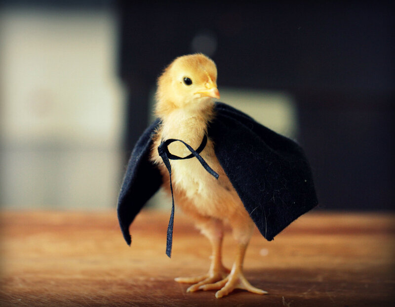 Chick in a Cape