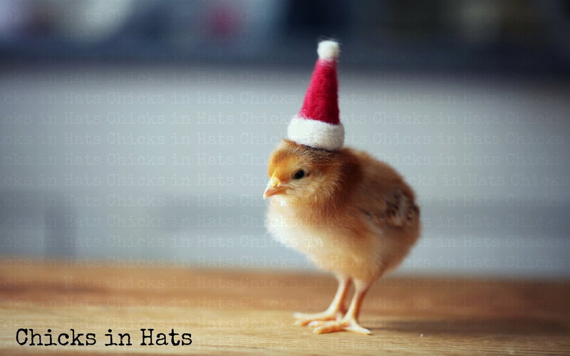 Chick in a Hat