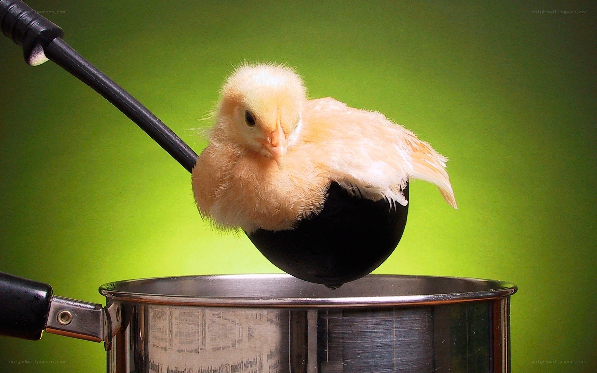 chick in a ladle