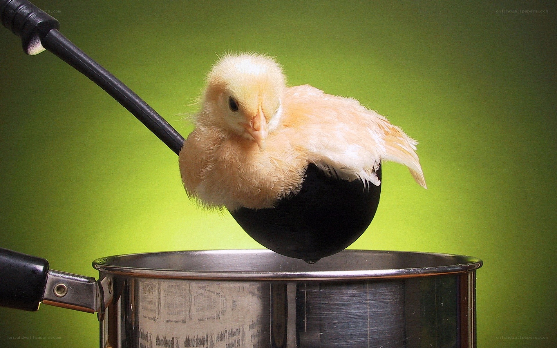 chick in a ladle