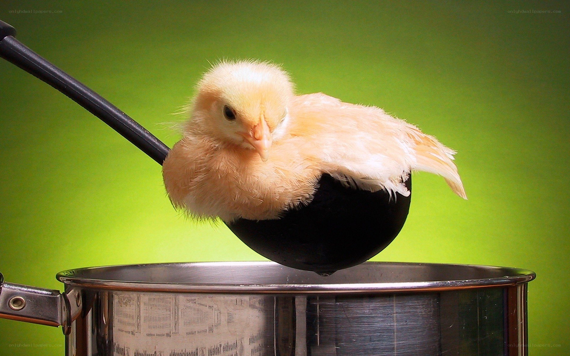 chick in a ladle