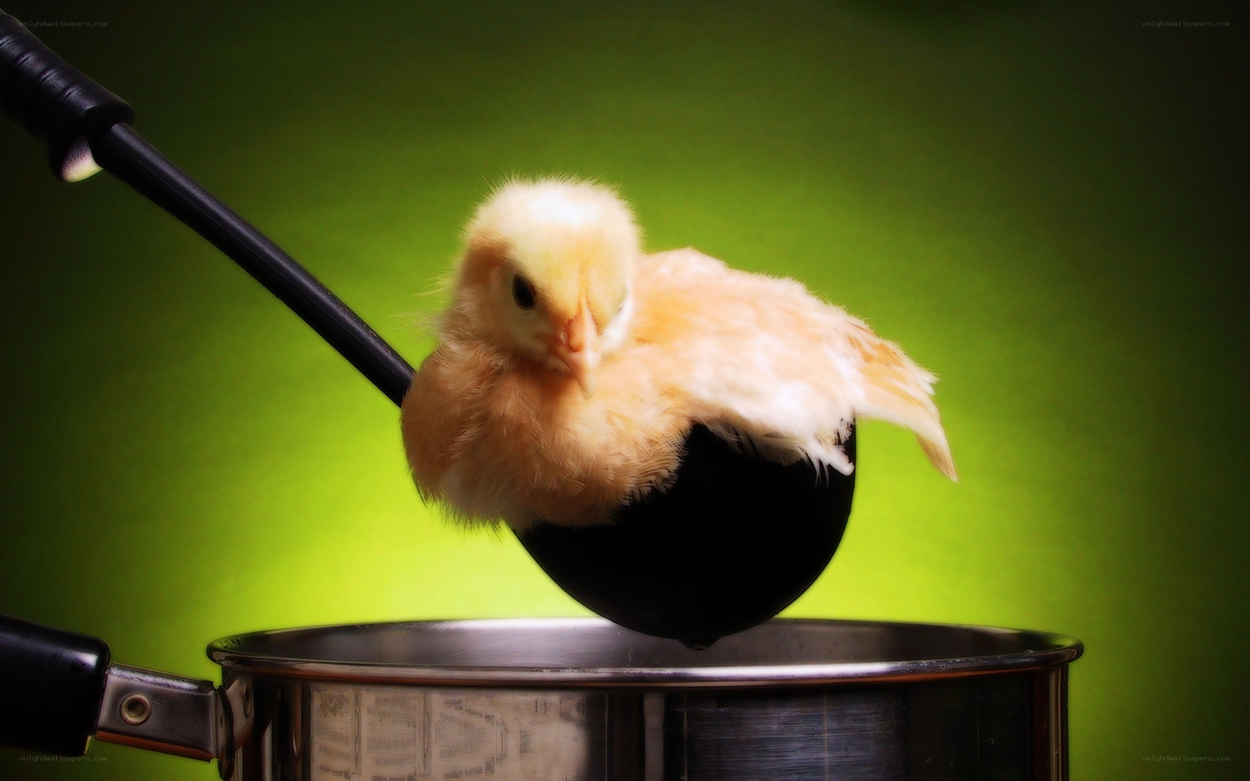 chick in a ladle