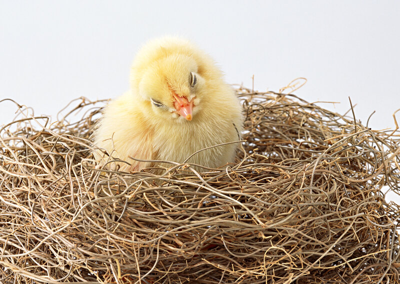 chick in a nest