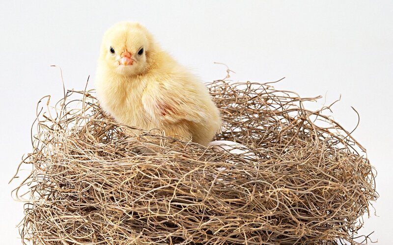 chick in a nest