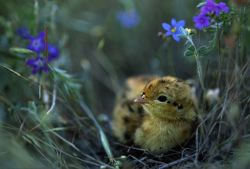 chick in a nest with flowers