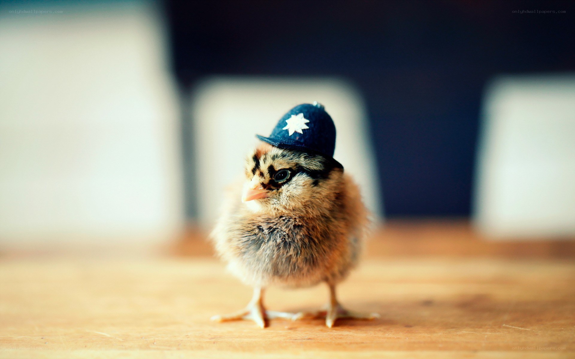 chick in a police hat