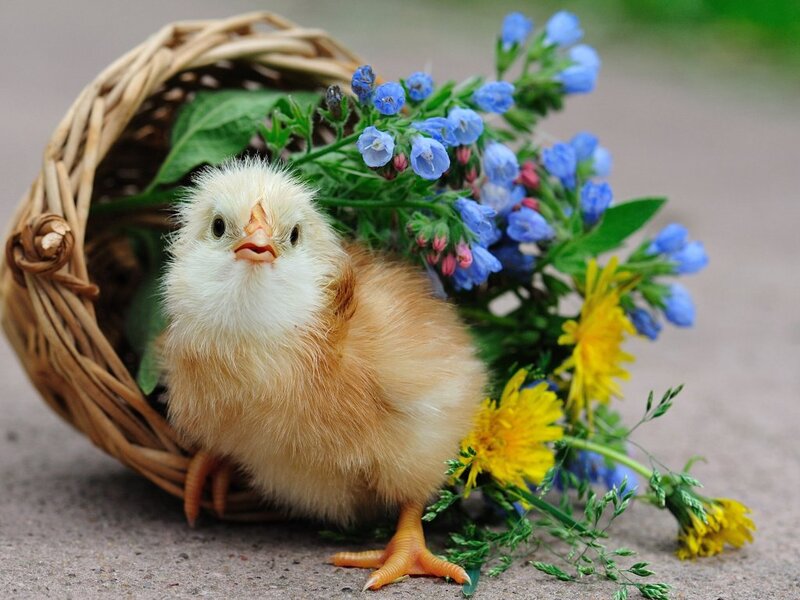 Chick in Basket