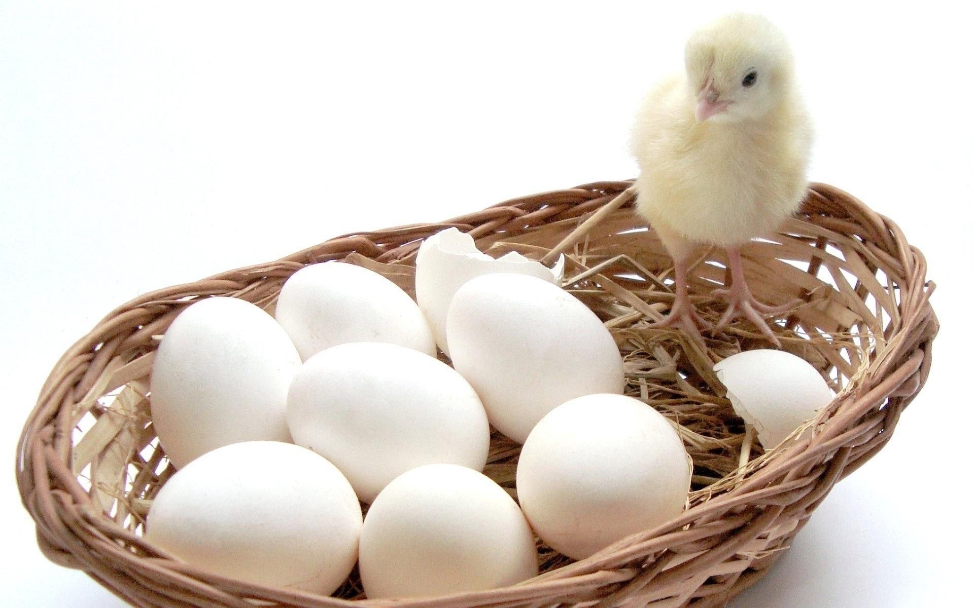 chick in basket with eggs