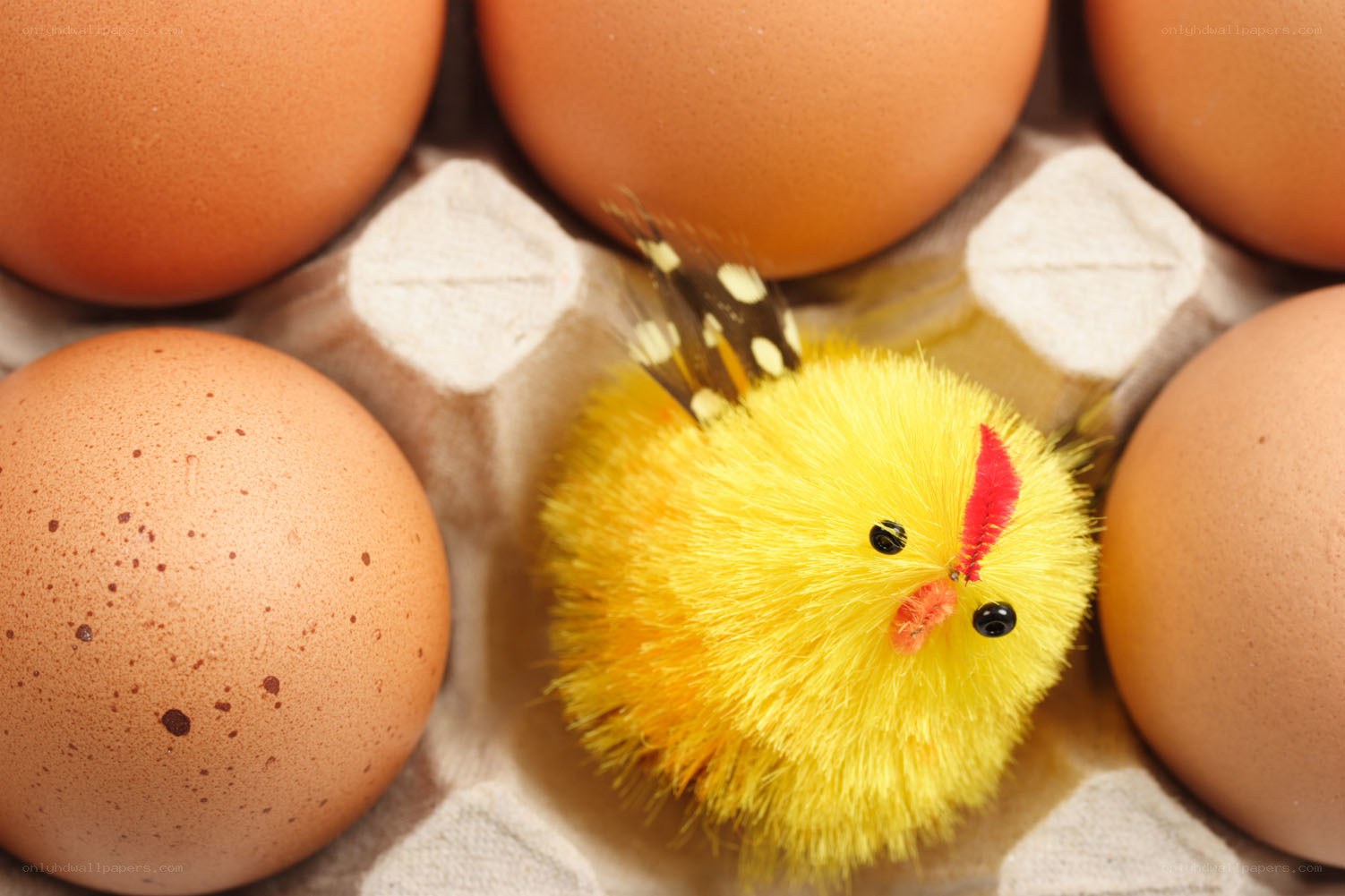 chick in egg carton